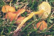Hygrocybe subceracea